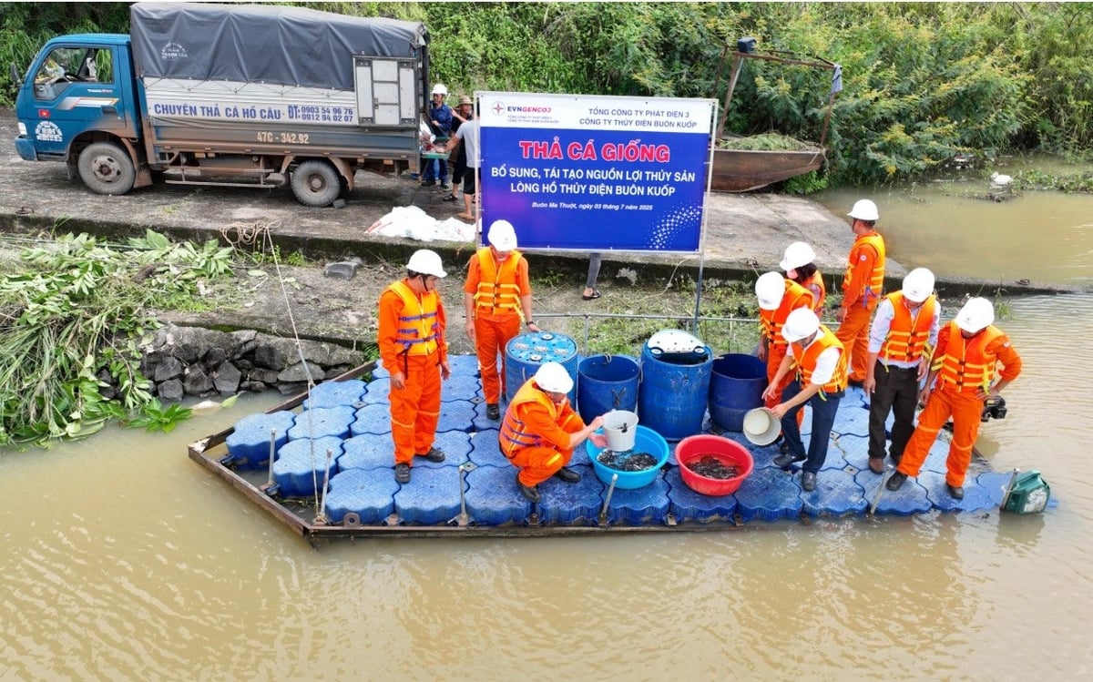 Lãnh đạo và người lao động của Công ty Thủy điện Buôn Kuốp cùng thả cá để tái tạo nguồn lợi thủy sản, bảo vệ hệ sinh thái. Ảnh: Anh Thư. Lãnh đạo và người lao động của Công ty Thủy điện Buôn Kuốp cùng thả cá để tái tạo nguồn lợi thủy sản, bảo vệ hệ sinh thái. Ảnh: Anh Thư.