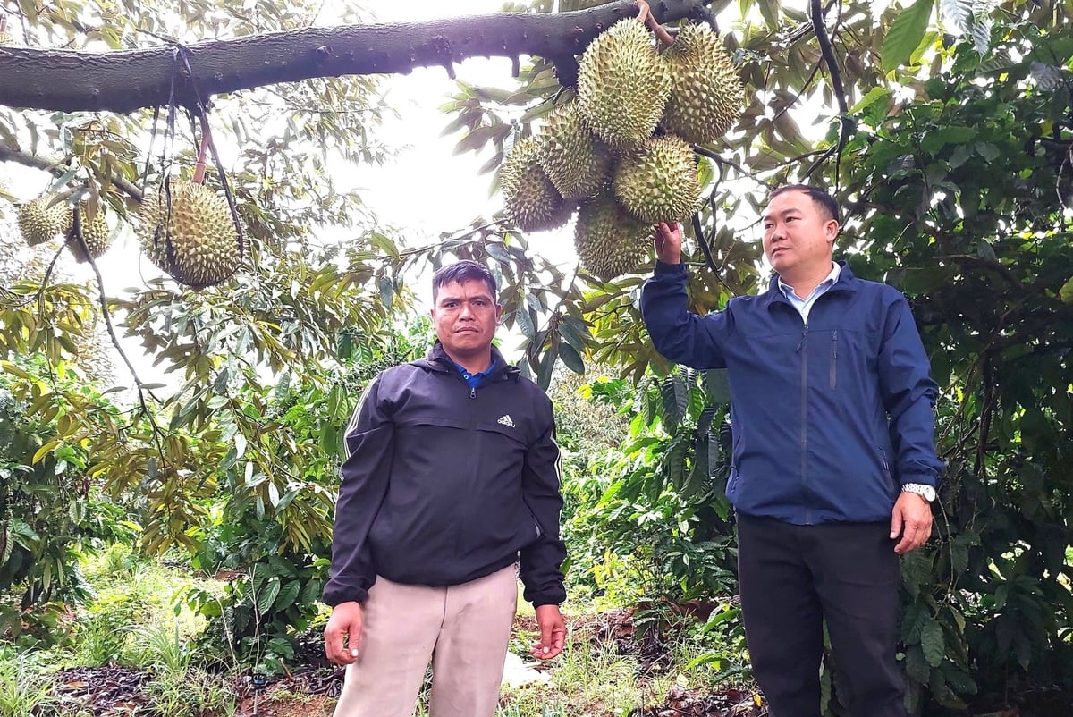 Nhiều vườn sầu riêng ở Gia Lai đang bước vào vụ thu hoạch. Ảnh: Tuấn Anh. Nhiều vườn sầu riêng ở Gia Lai đang bước vào vụ thu hoạch. Ảnh: Tuấn Anh.