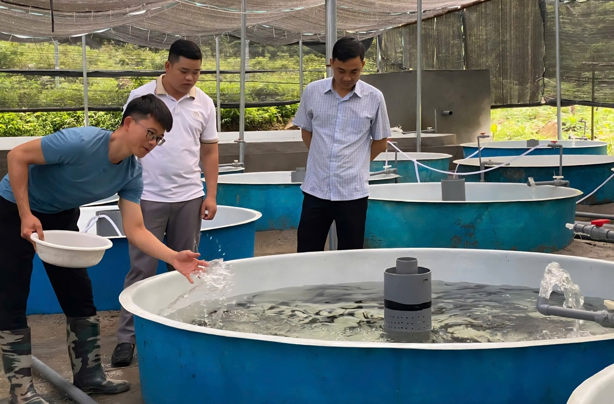 Anh Vũ Đình Hảo (bìa trái) giới thiệu về mô hình nuôi cá tầm trong bể nổi. Ảnh: Nguyễn Thành. Anh Vũ Đình Hảo (bìa trái) giới thiệu về mô hình nuôi cá tầm trong bể nổi. Ảnh: Nguyễn Thành.
