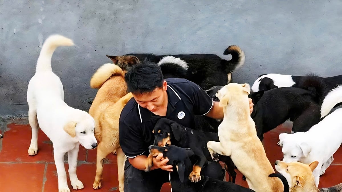Tại Việt Nam, các tổ chức như 'Sân nhà nhiều chó' đang hoạt động hiệu quả, góp phần giảm số lượng chó mèo bị bỏ rơi và nâng cao nhận thức về phúc lợi động vật trong cộng đồng. Ảnh: Hội Bảo vệ động vật Việt Nam. Tại Việt Nam, các tổ chức như 'Sân nhà nhiều chó' đang hoạt động hiệu quả, góp phần giảm số lượng chó mèo bị bỏ rơi và nâng cao nhận thức về phúc lợi động vật trong cộng đồng. Ảnh: Hội Bảo vệ động vật Việt Nam.