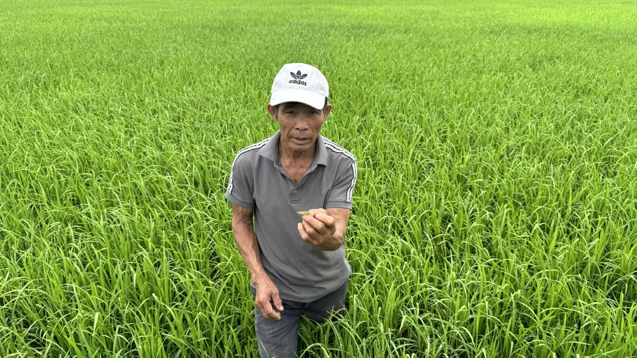 Sau khi gây hại ở các rừng tre, châu chấu tràn xuống các cánh đồng gây hại lúa. Ảnh: Ánh Nguyệt. Sau khi gây hại ở các rừng tre, châu chấu tràn xuống các cánh đồng gây hại lúa. Ảnh: Ánh Nguyệt.