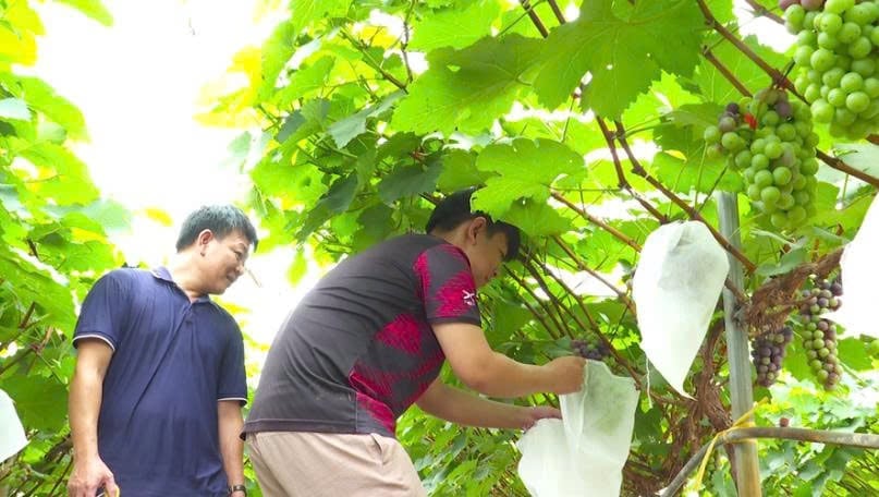 Nông dân Điện Biên chú trọng áp dụng các giải pháp kỹ thuật vào sản xuất, nâng cao chất lượng nông sản. Ảnh: Hoàng Châu. Nông dân Điện Biên chú trọng áp dụng các giải pháp kỹ thuật vào sản xuất, nâng cao chất lượng nông sản. Ảnh: Hoàng Châu.