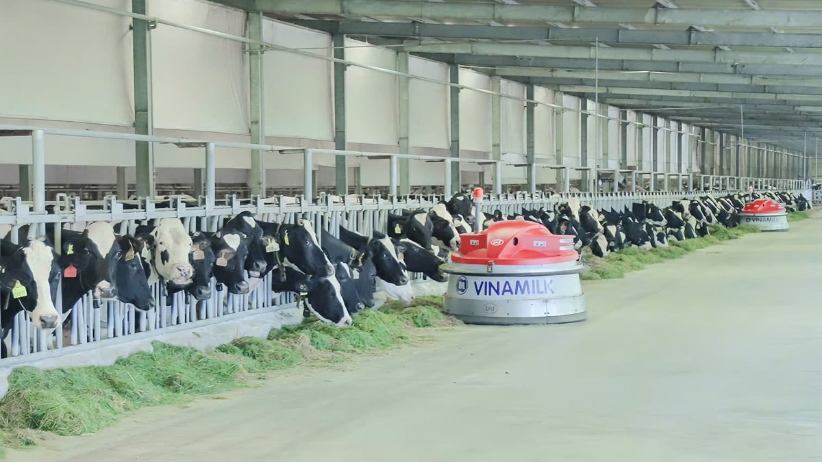 Khu vực chăn nuôi bò sữa của Green Farm. Ảnh: CTV. Khu vực chăn nuôi bò sữa của Green Farm. Ảnh: CTV.