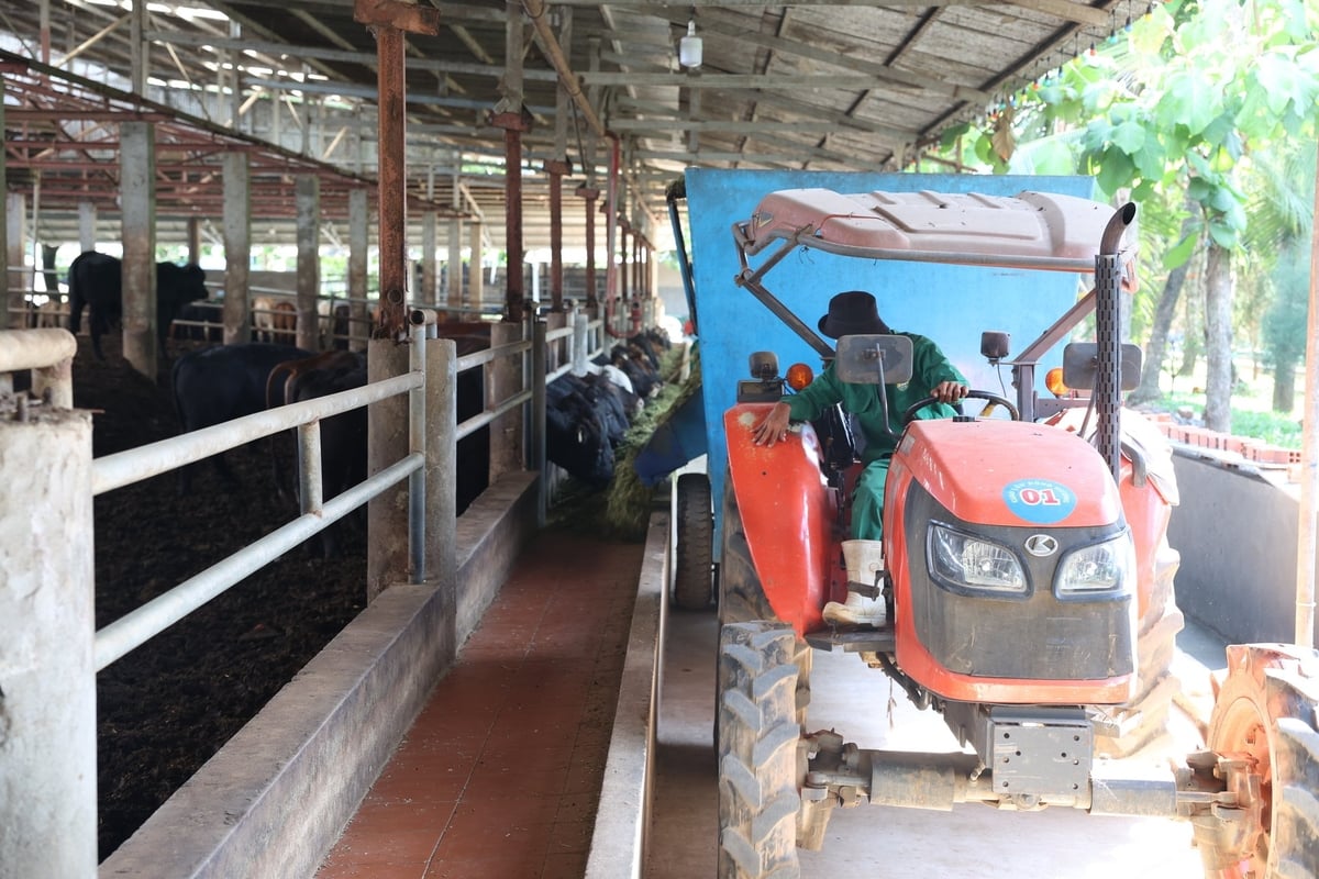 Xe cơ giới chuyện dụng phân phối thức ăn cho đàn bò. Ảnh: Trần Trung. Xe cơ giới chuyện dụng phân phối thức ăn cho đàn bò. Ảnh: Trần Trung.