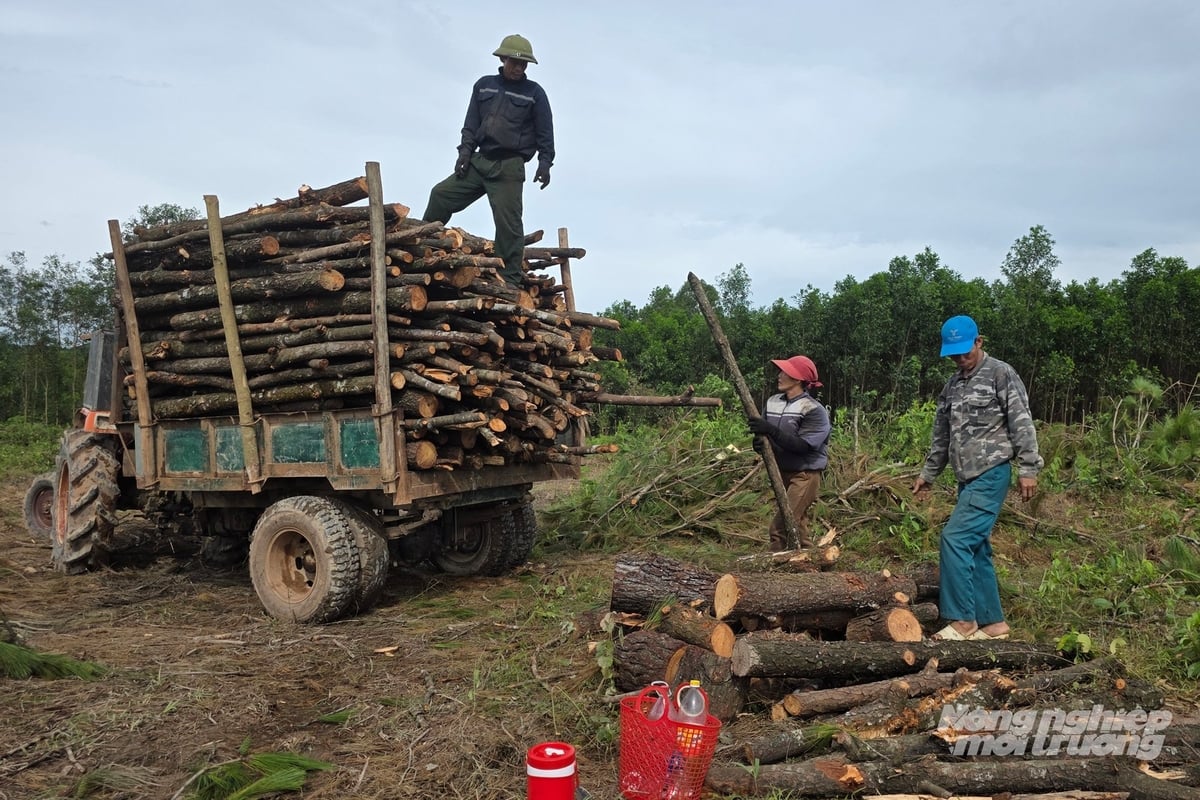 Một số hộ dân đến thu dọn cành ngọn về làm củi đốt. Ảnh: Võ Dũng. Một số hộ dân đến thu dọn cành ngọn về làm củi đốt. Ảnh: Võ Dũng.