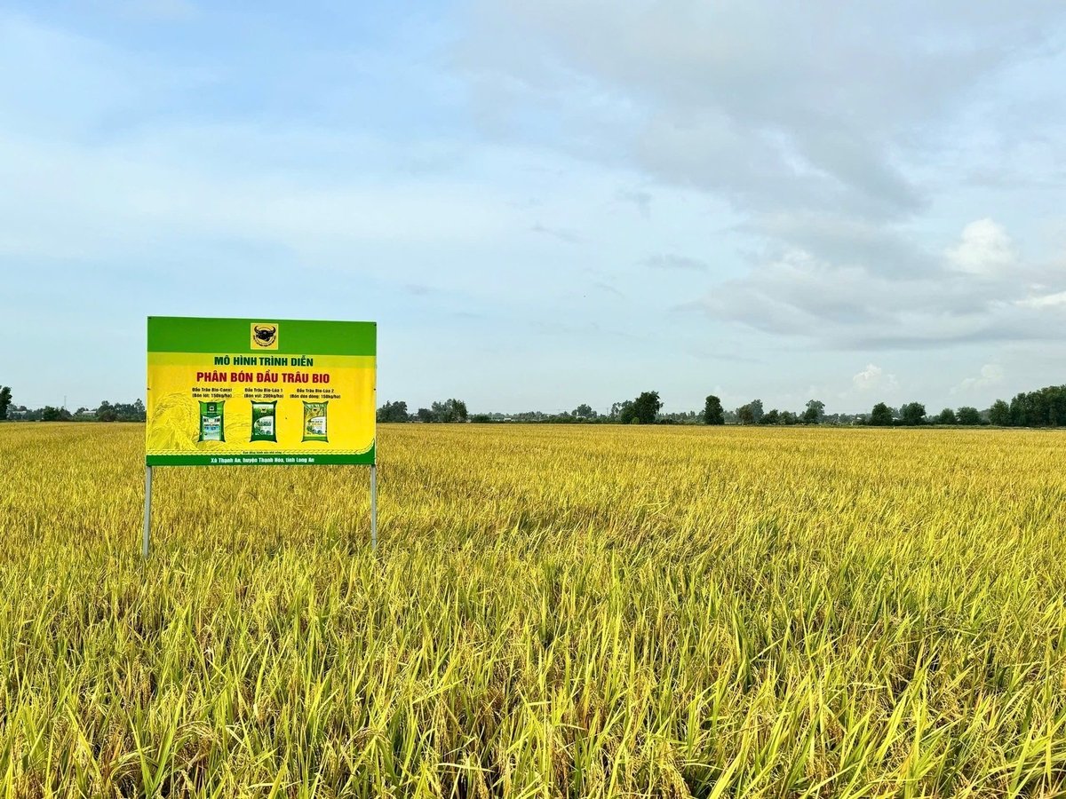 Ruộng lúa cho năng suất cao nhờ bón phân Đầu Trâu Bio. Ảnh: Thế Huy. Ruộng lúa cho năng suất cao nhờ bón phân Đầu Trâu Bio. Ảnh: Thế Huy.
