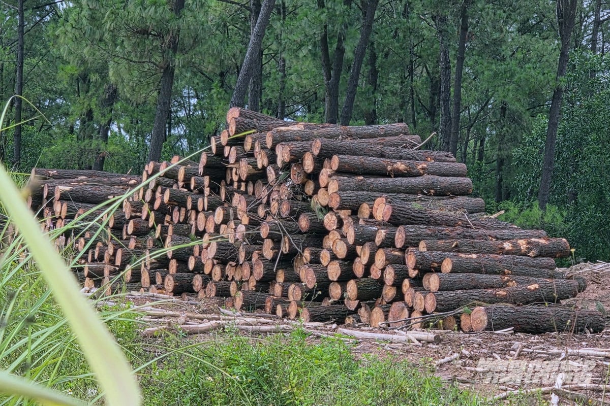 Một điểm tập kết gỗ thông sau khi khai thác nằm cạnh đường mòn Hồ Chí Minh. Ảnh: Võ Dũng. Một điểm tập kết gỗ thông sau khi khai thác nằm cạnh đường mòn Hồ Chí Minh. Ảnh: Võ Dũng.