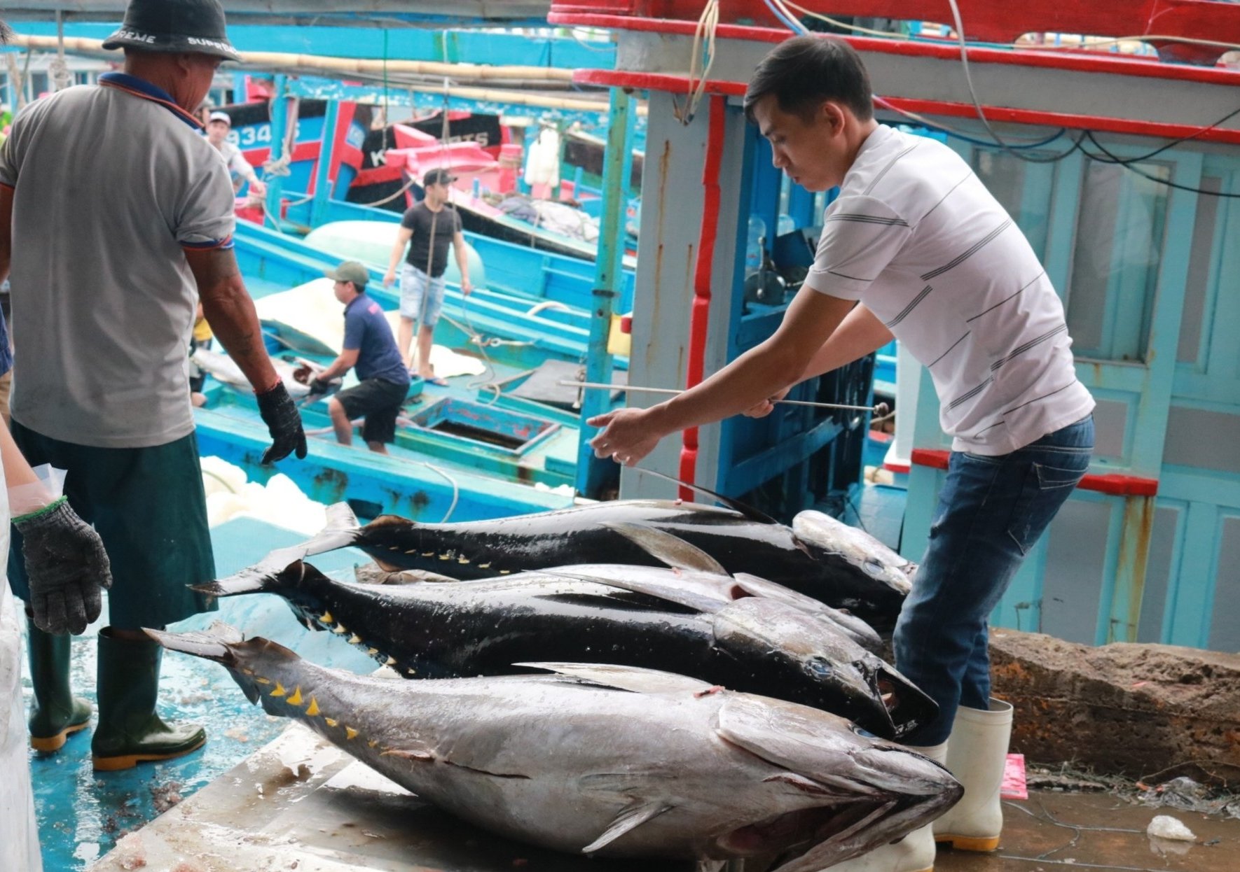 Cá ngừ là nhóm sụt giảm mạnh nhất trong tháng 6, giảm hơn 31% so với cùng kỳ năm ngoái. Ảnh: Kim Sơ. Cá ngừ là nhóm sụt giảm mạnh nhất trong tháng 6, giảm hơn 31% so với cùng kỳ năm ngoái. Ảnh: Kim Sơ.
