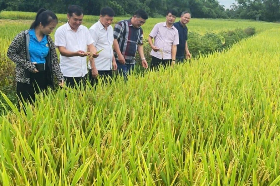 Trung tâm Giống cây trồng, vật nuôi và thủy sản đánh giá lúa KU57. Trung tâm Giống cây trồng, vật nuôi và thủy sản đánh giá lúa KU57.
