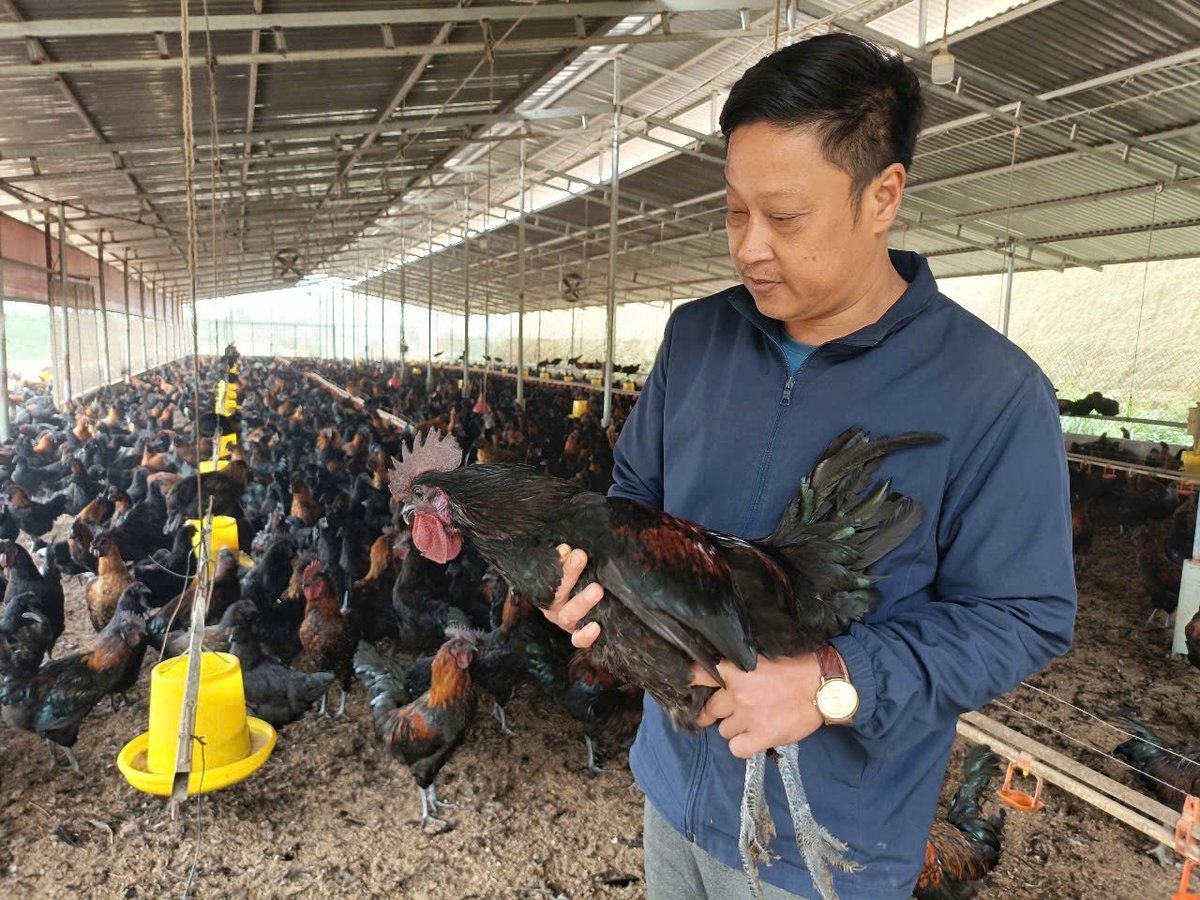 Anh Nguyễn Tiến Sơn, Giám đốc HTX trong trang trại nuôi gà Mông. Ảnh: Thanh Tiến. Anh Nguyễn Tiến Sơn, Giám đốc HTX trong trang trại nuôi gà Mông. Ảnh: Thanh Tiến.