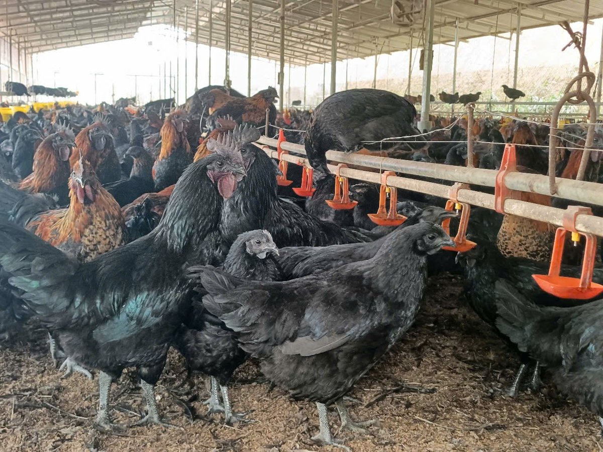 Hiện mỗi tháng, HTX ký kết cung ứng ra thị trường hàng trăm tấn gà thịt. Ảnh: Thanh Tiến. Hiện mỗi tháng, HTX ký kết cung ứng ra thị trường hàng trăm tấn gà thịt. Ảnh: Thanh Tiến.