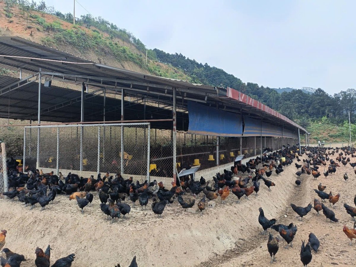 Mỗi trại nuôi có sân rộng rãi để đàn gà vận động và tìm thêm thức ăn từ môi trường tự nhiên. Ảnh: Thanh Tiến. Mỗi trại nuôi có sân rộng rãi để đàn gà vận động và tìm thêm thức ăn từ môi trường tự nhiên. Ảnh: Thanh Tiến.