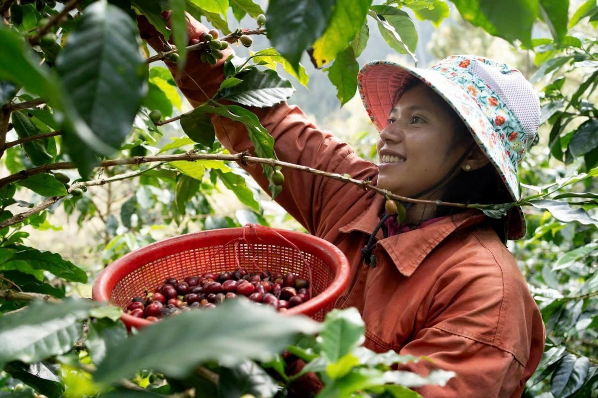 Vùng Tây Nguyên có nhiều tiềm năng phát triển nông nghiệp quy mô hàng hóa lớn, nhưng các HTX tại đây còn thiếu vốn và nhân lực chất lượng. Ảnh: TL. Vùng Tây Nguyên có nhiều tiềm năng phát triển nông nghiệp quy mô hàng hóa lớn, nhưng các HTX tại đây còn thiếu vốn và nhân lực chất lượng. Ảnh: TL.
