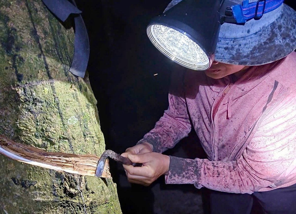Chị Thoa cạo mủ cao su trong đêm để có tiền nuôi 3 đứa con ăn học. Ảnh: Khánh Linh. Chị Thoa cạo mủ cao su trong đêm để có tiền nuôi 3 đứa con ăn học. Ảnh: Khánh Linh.