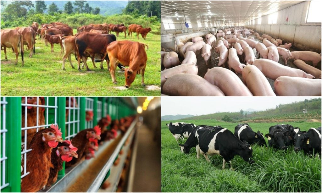 Chủ tịch UBND xã có thẩm quyền giao đất, cho thuê đất, tạo quỹ đất để phát triển chăn nuôi. Ảnh minh họa. Chủ tịch UBND xã có thẩm quyền giao đất, cho thuê đất, tạo quỹ đất để phát triển chăn nuôi. Ảnh minh họa.