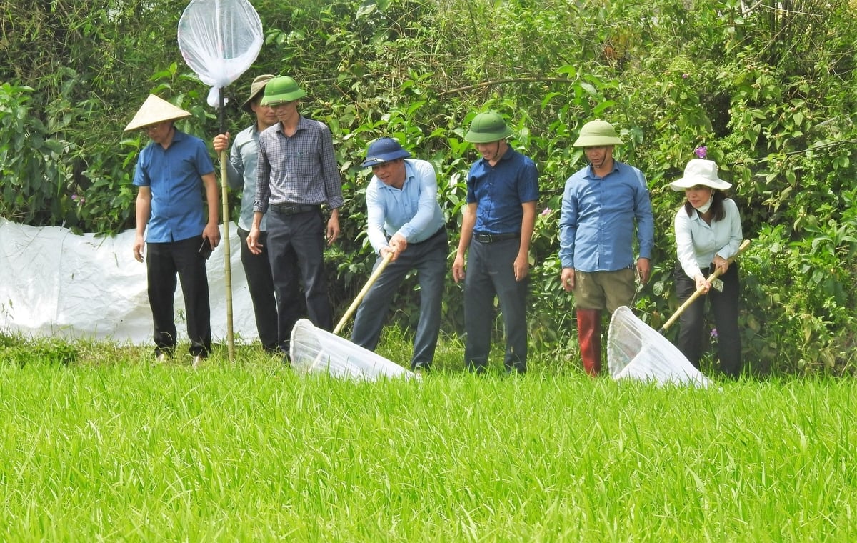 Giám đốc Trung tâm Trồng trọt và BVTV vùng Khu IV cùng Chi cục trưởng Chi cục Trồng trọt và Chăn nuôi Hà Tĩnh trực tiếp chỉ đạo, khuyến cáo các giải pháp diệt châu chấu, bảo vệ mùa màng tại xã Cẩm Duệ. Ảnh: Thanh Nga. Giám đốc Trung tâm Trồng trọt và BVTV vùng Khu IV cùng Chi cục trưởng Chi cục Trồng trọt và Chăn nuôi Hà Tĩnh trực tiếp chỉ đạo, khuyến cáo các giải pháp diệt châu chấu, bảo vệ mùa màng tại xã Cẩm Duệ. Ảnh: Thanh Nga.