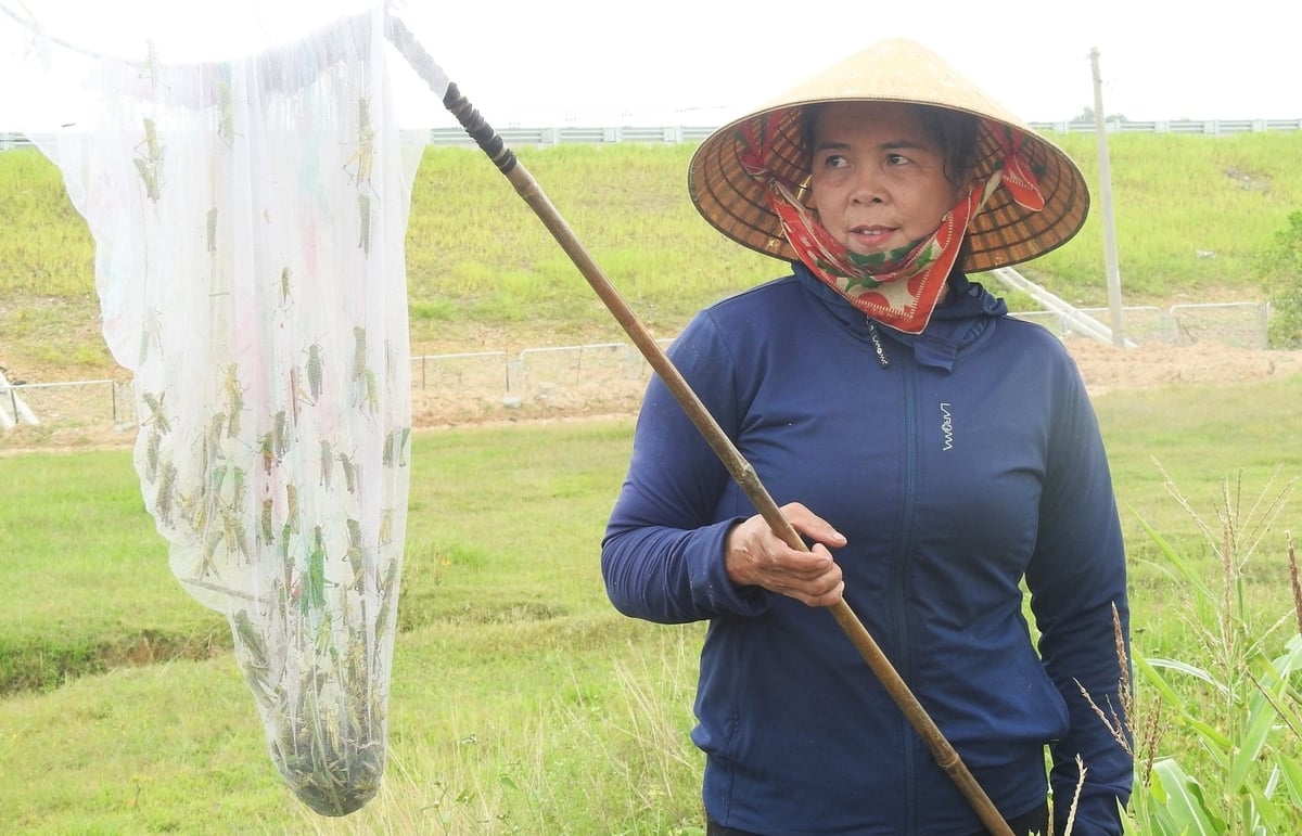 Người dân có thể chủ động bắt châu chấu bán cho các quán ăn nhằm tăng thu nhập. Ảnh: Thanh Nga. Người dân có thể chủ động bắt châu chấu bán cho các quán ăn nhằm tăng thu nhập. Ảnh: Thanh Nga.