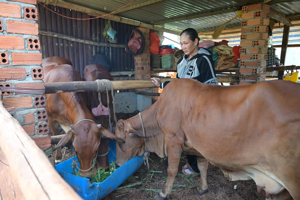 Chị Mai Thị Hương ở thôn Tân Hiệp, phường Nam Gia Nghĩa (Lâm Đồng) chăm sóc đàn bò để phòng ngừa dịch bệnh. Ảnh: PC. Chị Mai Thị Hương ở thôn Tân Hiệp, phường Nam Gia Nghĩa (Lâm Đồng) chăm sóc đàn bò để phòng ngừa dịch bệnh. Ảnh: PC.