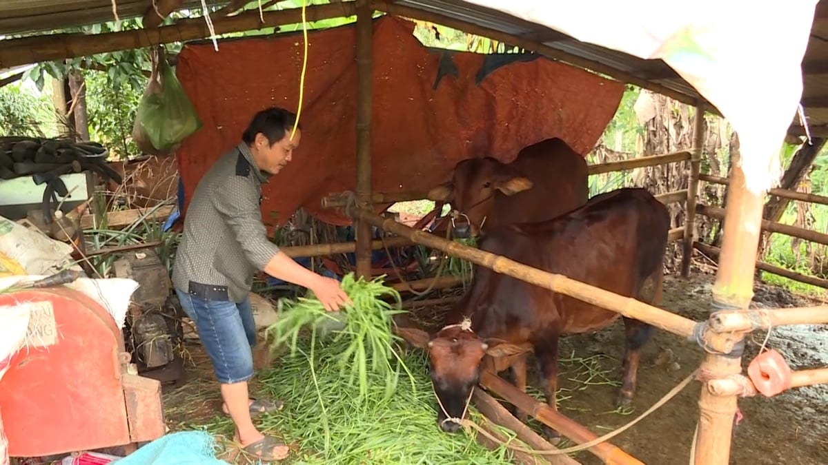 Ngành nông nghiệp khuyến cáo người dân cần tập trung tăng sức đề kháng vật nuôi, theo dõi sát sao sức khỏe đàn, không để lây lan trong chuồng. Ảnh: PC. Ngành nông nghiệp khuyến cáo người dân cần tập trung tăng sức đề kháng vật nuôi, theo dõi sát sao sức khỏe đàn, không để lây lan trong chuồng. Ảnh: PC.
