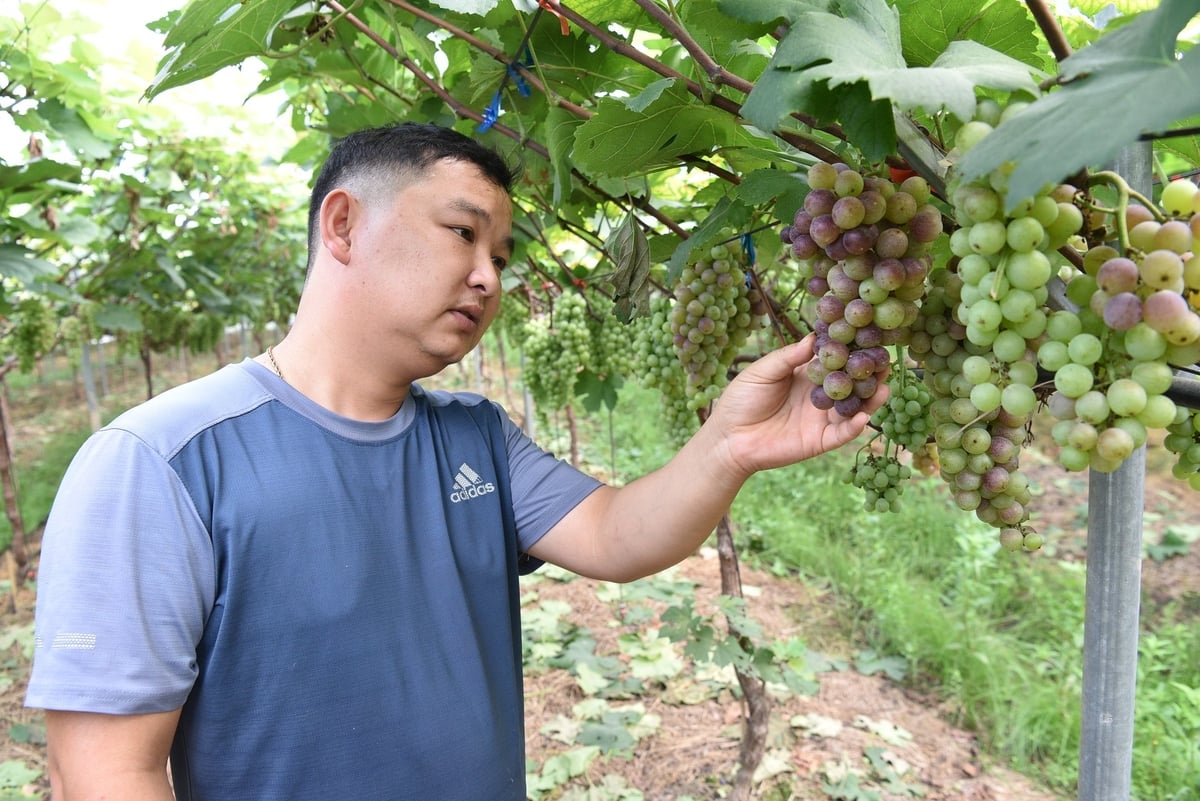 Nguyễn Ngọc Quang ngày đêm bên những cây nho. Ảnh: Dương Đình Tường. Nguyễn Ngọc Quang ngày đêm bên những cây nho. Ảnh: Dương Đình Tường.