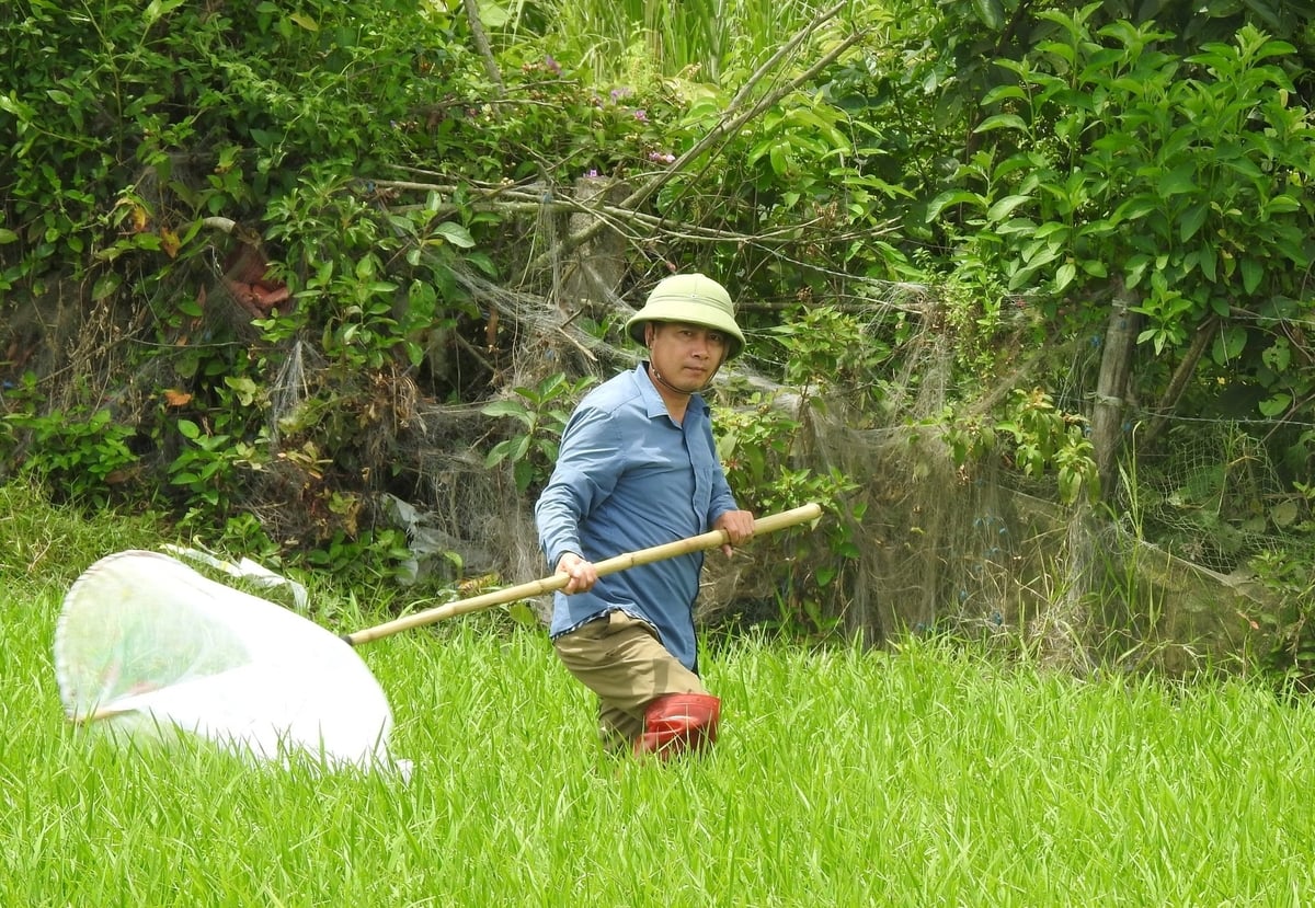 Phương án tối ưu nhất hiện nay là dùng vợt bắt châu chấu. Ảnh: Thanh Nga. Phương án tối ưu nhất hiện nay là dùng vợt bắt châu chấu. Ảnh: Thanh Nga.