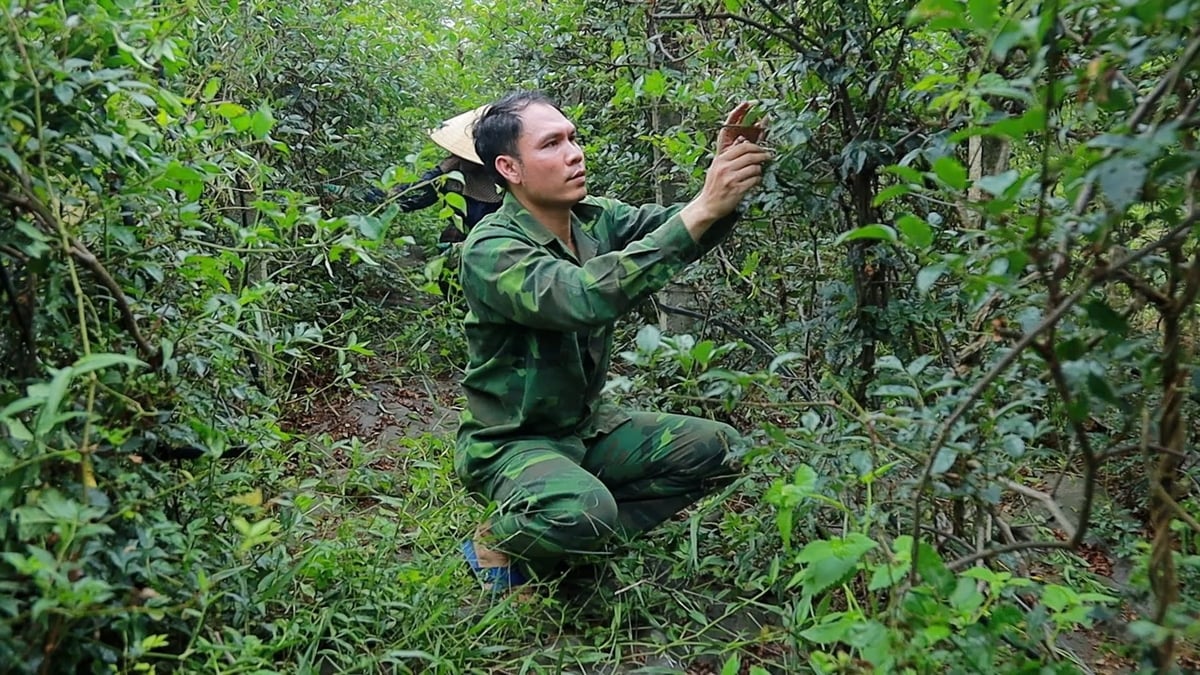 Đánh thức tiềm năng dược liệu tại đại ngàn Pù Mát. Ảnh: Việt Khánh. Đánh thức tiềm năng dược liệu tại đại ngàn Pù Mát. Ảnh: Việt Khánh.