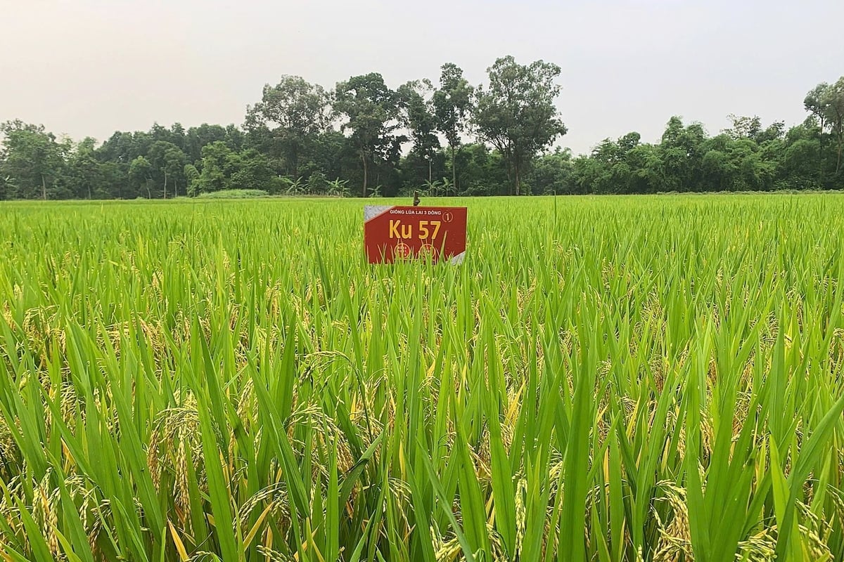 Giống lúa lai KU57 kết hạt rất tốt trên diện tích 7,5 ha tại Phú Bình vụ xuân 2025. Giống lúa lai KU57 kết hạt rất tốt trên diện tích 7,5 ha tại Phú Bình vụ xuân 2025.