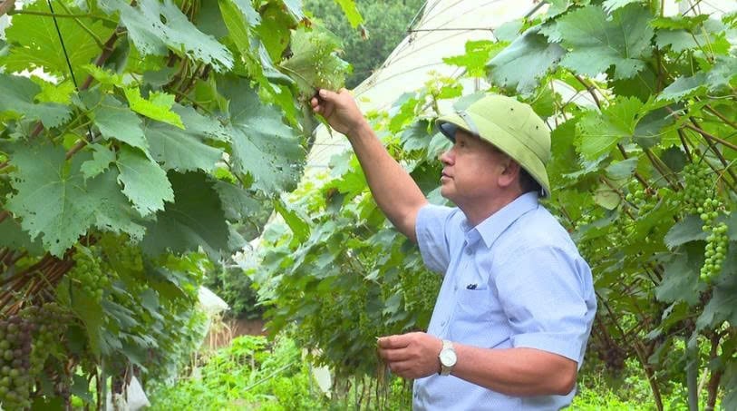 Mô hình trồng nho hạ đen giúp người dân nâng cao thu nhập. Ảnh: Hoàng Châu. Mô hình trồng nho hạ đen giúp người dân nâng cao thu nhập. Ảnh: Hoàng Châu.