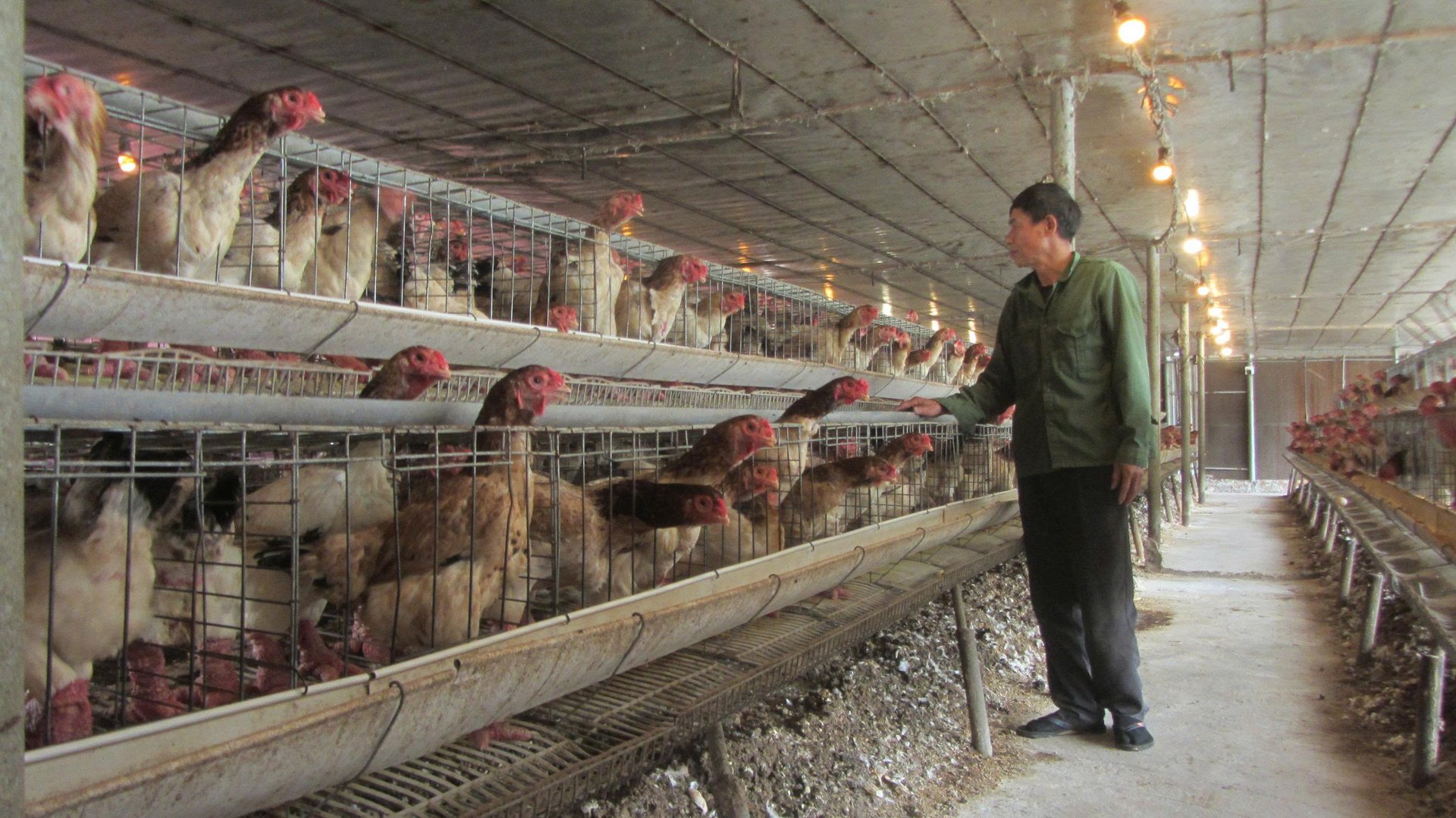 Đàn gà mái lai Đông Tảo nuôi nhốt cho sinh sản trong nhà lạnh ở trang trại của anh Hoàn. Ảnh: Hải Tiến. Đàn gà mái lai Đông Tảo nuôi nhốt cho sinh sản trong nhà lạnh ở trang trại của anh Hoàn. Ảnh: Hải Tiến.