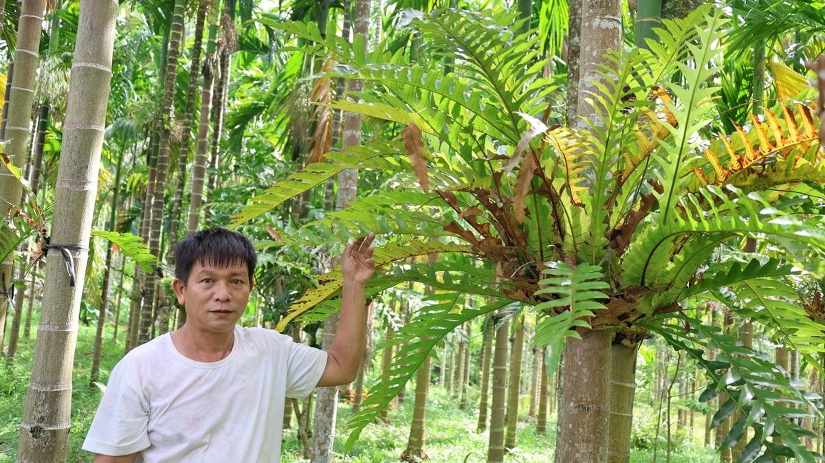 HIện ông Hà Văn Dũng đã trồng 14.000 cây cau, cho lợi nhuận cao và ổn định. Ảnh: Thanh Tâm. HIện ông Hà Văn Dũng đã trồng 14.000 cây cau, cho lợi nhuận cao và ổn định. Ảnh: Thanh Tâm.