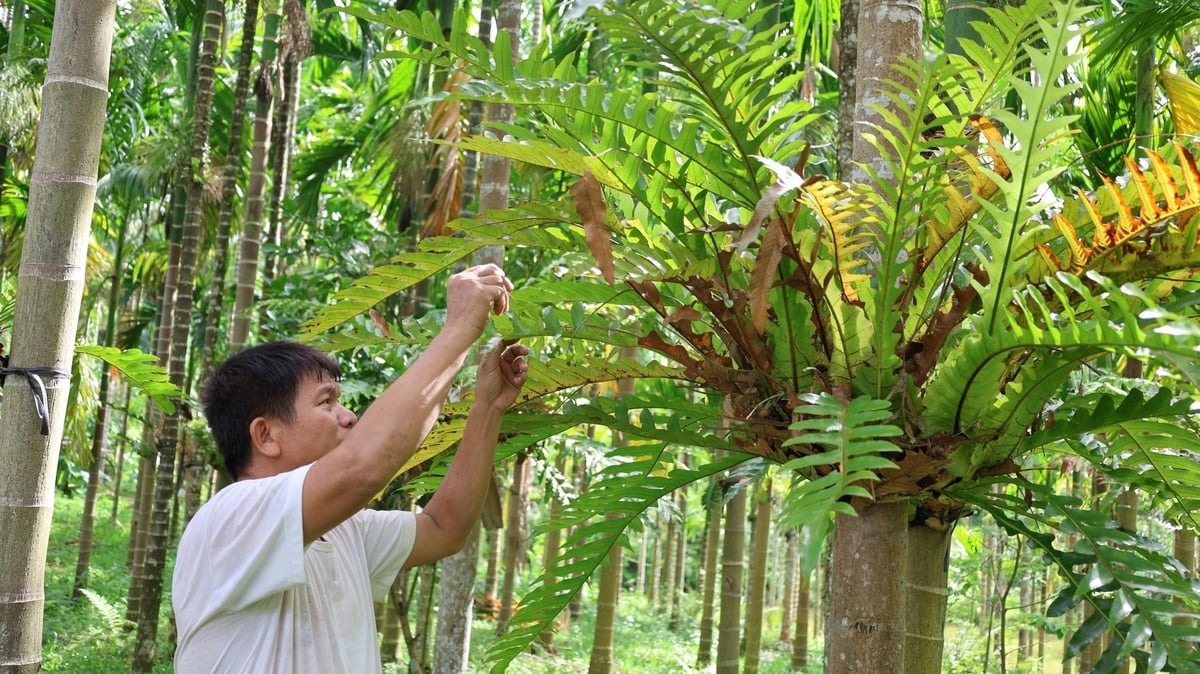 Ông Dũng đang nhân giống cây cốt toái bổ trên thân cau để tạo thêm nguồn thu. Ảnh: Thanh Tâm. Ông Dũng đang nhân giống cây cốt toái bổ trên thân cau để tạo thêm nguồn thu. Ảnh: Thanh Tâm.
