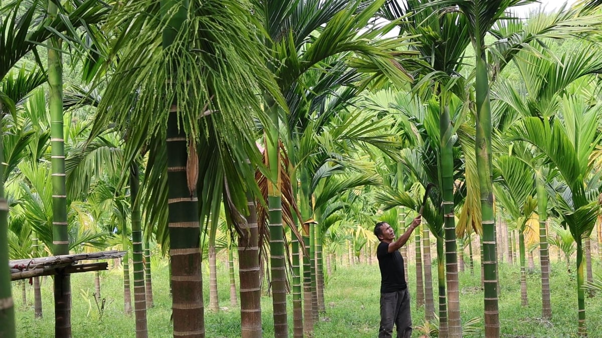 Ông Hà Văn Oanh chuyển đối 1 ha cây trồng kém hiệu quả sang trồng cau, hiện đã cho quả bói. Ảnh: Thanh Tâm. Ông Hà Văn Oanh chuyển đối 1 ha cây trồng kém hiệu quả sang trồng cau, hiện đã cho quả bói. Ảnh: Thanh Tâm.