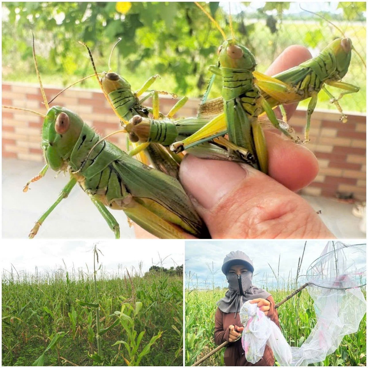 Chỉ trong 5 ngày, đàn châu chấu ăn sạch 3 sào ngô và nhiều diện tích mía, cỏ voi của hộ ông Hùng. Ảnh: Thanh Nga. Chỉ trong 5 ngày, đàn châu chấu ăn sạch 3 sào ngô và nhiều diện tích mía, cỏ voi của hộ ông Hùng. Ảnh: Thanh Nga.