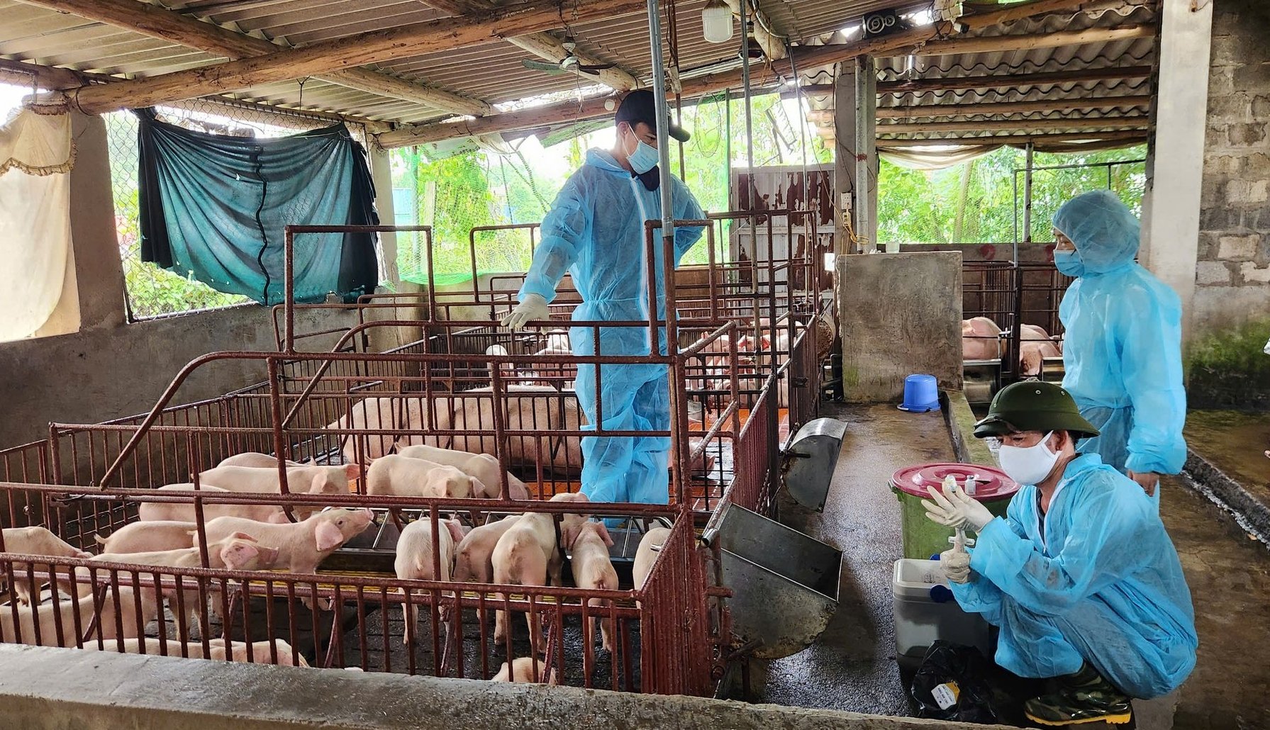 Công tác tiêm vaccine phòng dịch tả lợn Châu Phi tại Móng Cái. Ảnh: Nguyễn Thành. Công tác tiêm vaccine phòng dịch tả lợn Châu Phi tại Móng Cái. Ảnh: Nguyễn Thành.