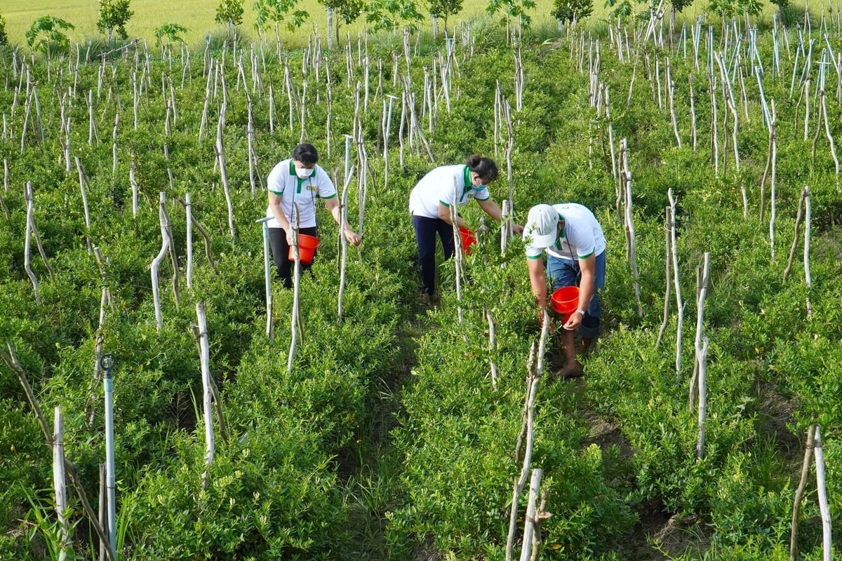 Vùng trồng dược liệu ở tỉnh An Giang đang ngày càng phát triển, trở thành sinh kế chính, ổn định của nhiều người dân. Ảnh: Kim Anh.