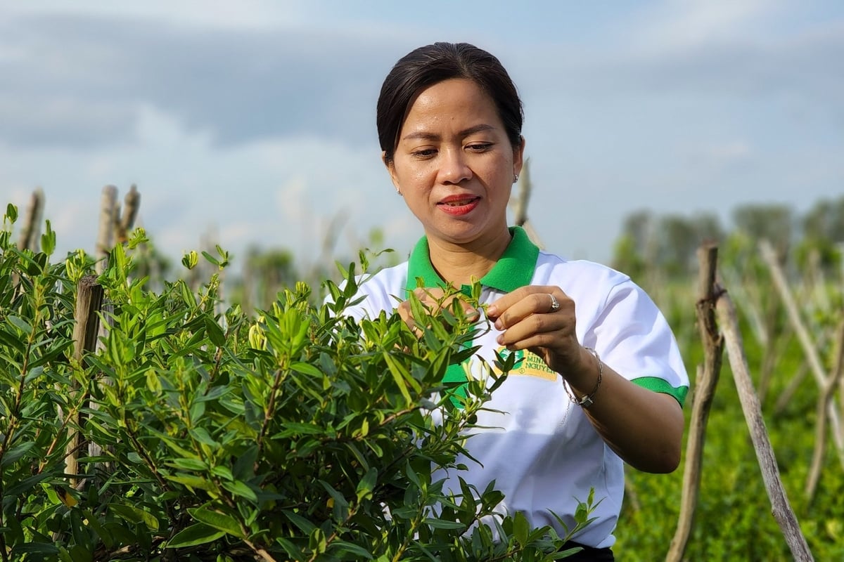 Nhiều vùng trồng dược liệu ở An Giang đã kết nối được với doanh nghiệp để tiêu thụ sản phẩm. Ảnh: Văn Vũ.