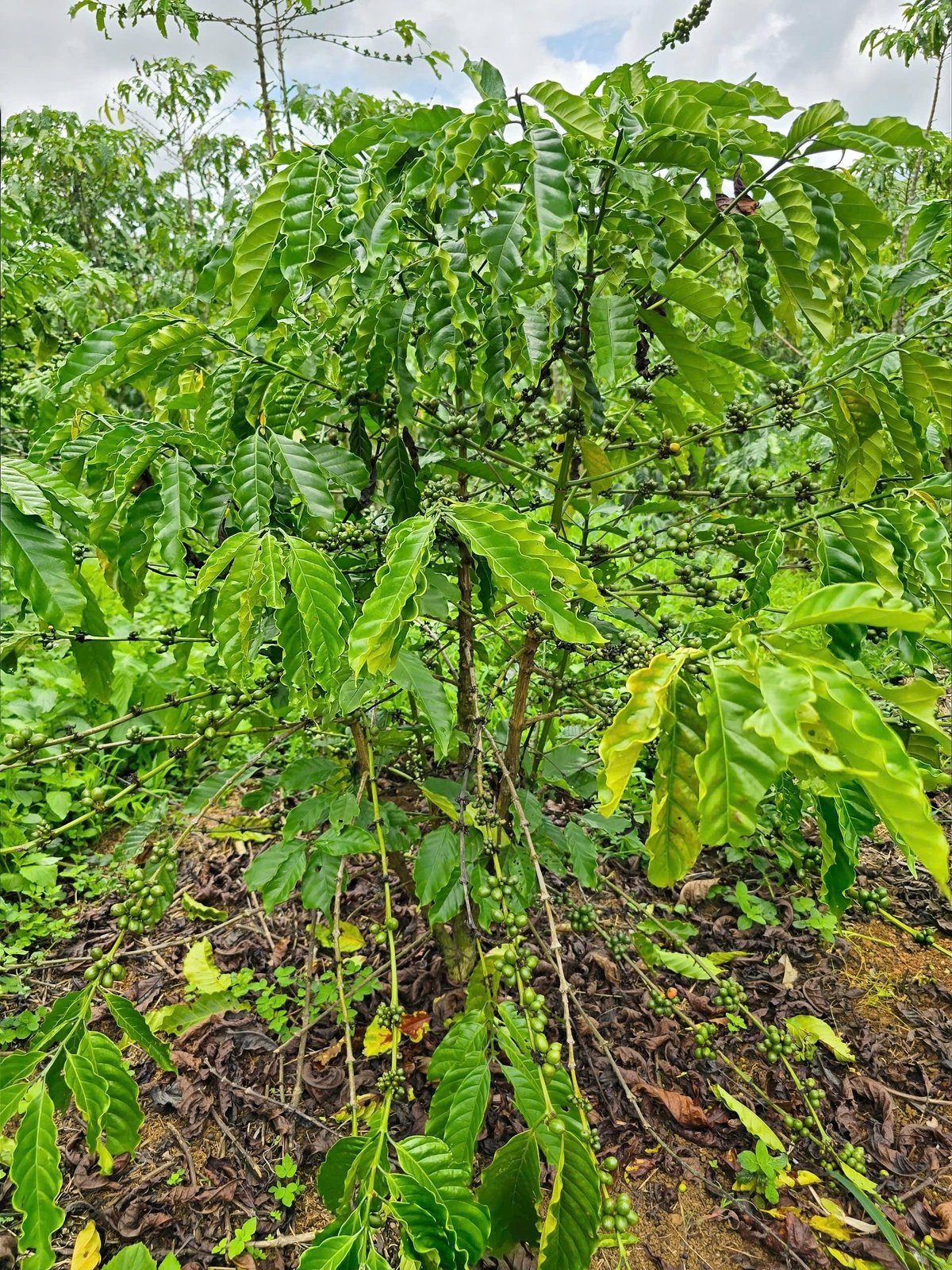 Trước diễn biến trên, Chi cục Trồng trọt và Bảo vệ thực vật tỉnh Lâm Đồng đã đưa ra nhiều khuyến cáo kỹ thuật giúp nông dân chủ động kiểm soát sâu bệnh trong mùa mưa. Ảnh: Gia Phú. Trước diễn biến trên, Chi cục Trồng trọt và Bảo vệ thực vật tỉnh Lâm Đồng đã đưa ra nhiều khuyến cáo kỹ thuật giúp nông dân chủ động kiểm soát sâu bệnh trong mùa mưa. Ảnh: Gia Phú.