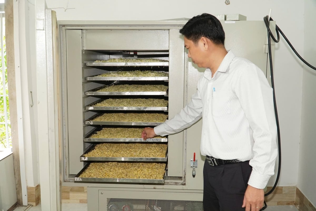 Mô hình ứng dụng khoa học công nghệ vào sản xuất dược liệu ở tỉnh An Giang. Ảnh: Kim Anh. Mô hình ứng dụng khoa học công nghệ vào sản xuất dược liệu ở tỉnh An Giang. Ảnh: Kim Anh.