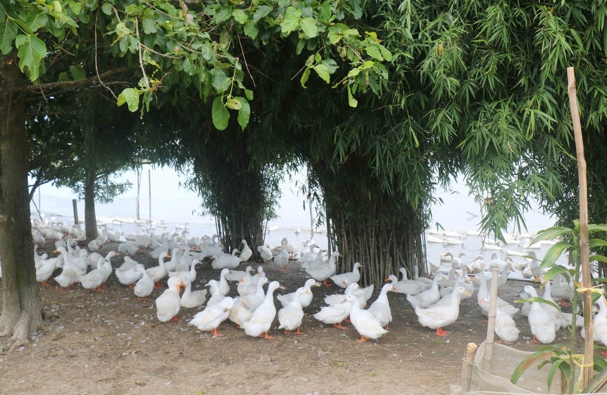 TP Huế đang chủ động triển khai các biện pháp phòng, chống dịch cúm gia cầm. Ảnh: Văn Dinh. TP Huế đang chủ động triển khai các biện pháp phòng, chống dịch cúm gia cầm. Ảnh: Văn Dinh.