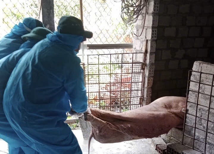 Lực lượng chức năng tiến hành tiêu hủy heo bị dịch bệnh trên địa bàn phường Trương Quang Trọng. Ảnh: Võ Hà. Lực lượng chức năng tiến hành tiêu hủy heo bị dịch bệnh trên địa bàn phường Trương Quang Trọng. Ảnh: Võ Hà.