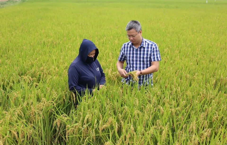 Về Đề án 1 triệu ha lúa, ông Phạm Thái Bình, Chủ tịch Công ty Trung An cho rằng cần đẩy nhanh tiến độ. Ảnh: HT. Về Đề án 1 triệu ha lúa, ông Phạm Thái Bình, Chủ tịch Công ty Trung An cho rằng cần đẩy nhanh tiến độ. Ảnh: HT.