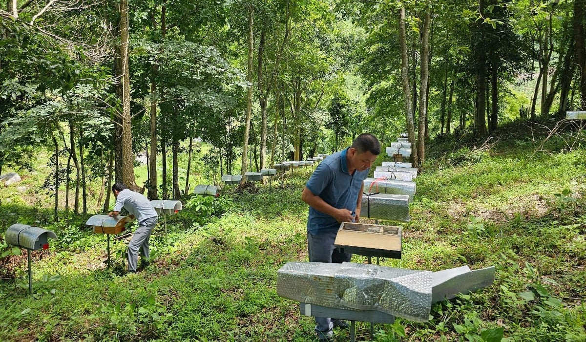 Trang trại nuôi ong dú dưới tán rừng tại Sản Việt Farm. Ảnh: KS.