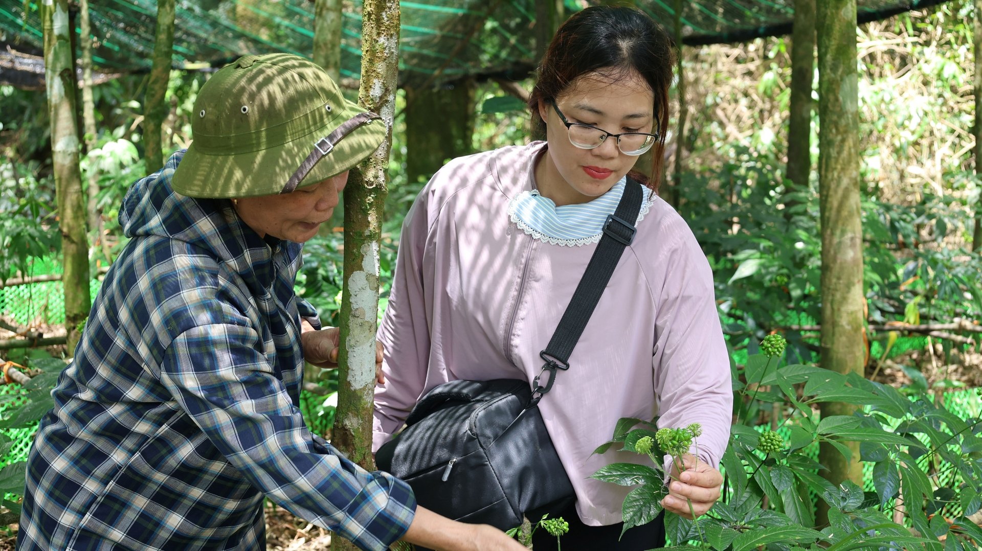 Bác Vũ Thị Tú (bên trái) say sưa nói về kĩ thuật trồng, chăm sóc cây sâm Lai Châu. Ảnh: Thanh Tâm. Bác Vũ Thị Tú (bên trái) say sưa nói về kĩ thuật trồng, chăm sóc cây sâm Lai Châu. Ảnh: Thanh Tâm.
