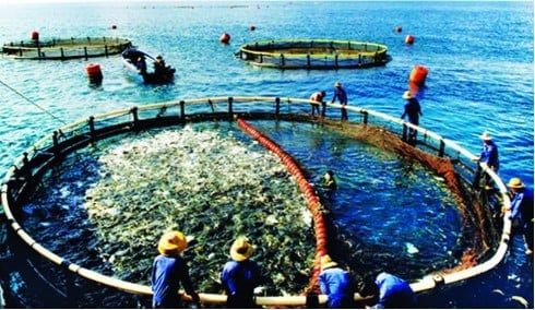 Chủ tịch xã có thẩm quyền giao khu vực biển cho cá nhân nuôi trồng thủy sản. Ảnh minh họa Chủ tịch xã có thẩm quyền giao khu vực biển cho cá nhân nuôi trồng thủy sản. Ảnh minh họa