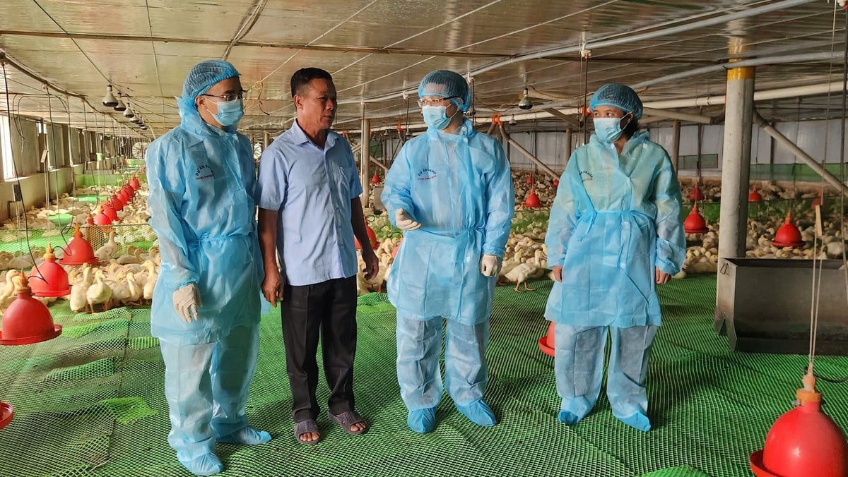 Quảng Ninh chú trọng kiểm tra công tác chăn nuôi thú y trên địa bàn. Ảnh: Nguyễn Thành. Quảng Ninh chú trọng kiểm tra công tác chăn nuôi thú y trên địa bàn. Ảnh: Nguyễn Thành.