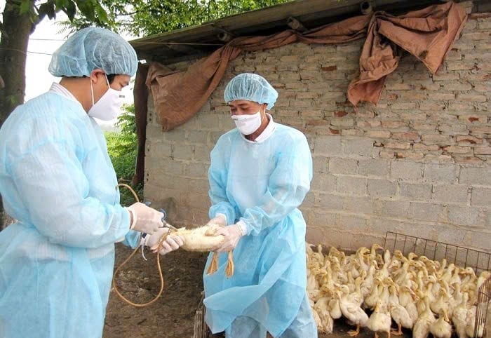 Công tác tiêm phòng vacxin cúm gia cầm được TP Huế thực hiện tốt. Ảnh: Văn Dinh. Công tác tiêm phòng vacxin cúm gia cầm được TP Huế thực hiện tốt. Ảnh: Văn Dinh.