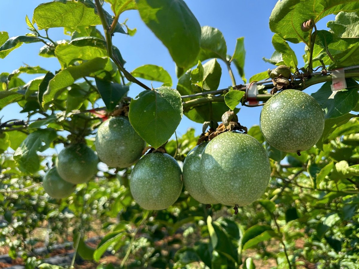 Vùng trồng chanh leo đạt chuẩn GlobalGAP. Ảnh: Eden Farm. Vùng trồng chanh leo đạt chuẩn GlobalGAP. Ảnh: Eden Farm.
