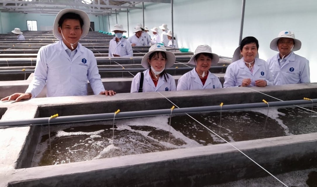 Chuyên gia cho biết, nuôi tôm trong nhà màng giúp hạn chế dịch bệnh, là cách làm an toàn và hiệu quả hiện nay. Ảnh: Hồ Thảo. Chuyên gia cho biết, nuôi tôm trong nhà màng giúp hạn chế dịch bệnh, là cách làm an toàn và hiệu quả hiện nay. Ảnh: Hồ Thảo.