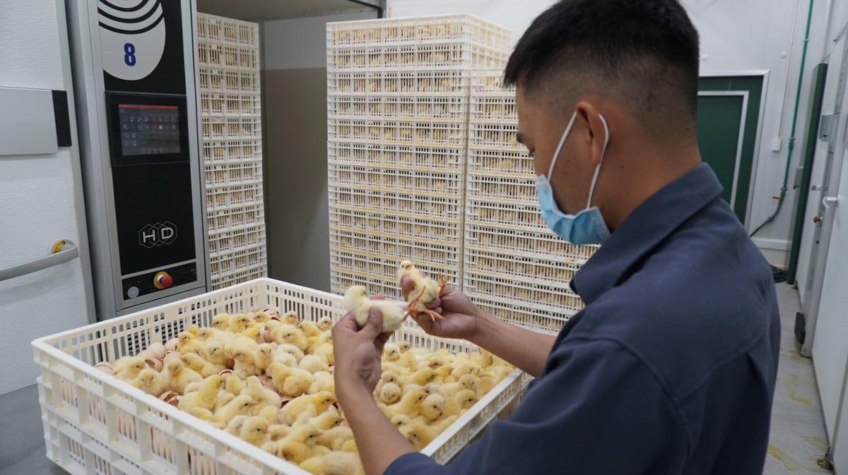 Gà con khi nở được giám sát chặt chẽ. Ảnh: Trần Trung. Gà con khi nở được giám sát chặt chẽ. Ảnh: Trần Trung.