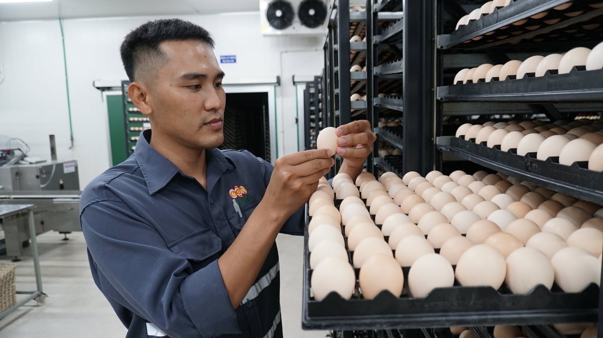 Anh Quảng tỉ mỉ kiểm tra từng quả trứng gà sau khi đưa vào máy. Ảnh: Trần Trung. Anh Quảng tỉ mỉ kiểm tra từng quả trứng gà sau khi đưa vào máy. Ảnh: Trần Trung.